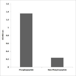 ELISA for immunogen phosphopeptide (left) and non-phosphopeptide (right) using Anti-YB1 (phospho Ser102) Antibody