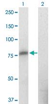 Anti-ZNF41 Mouse Monoclonal Antibody [clone: 2F1]