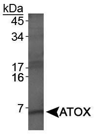 Anti-ATOX1 Rabbit Polyclonal Antibody