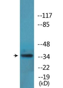 Western blot analysis of lysates from HepG2 cells treated with PMA 125 ng/ml 15' using Anti-YB1 (phospho Ser102) Antibody