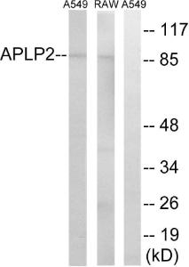 Western blot analysis of lysates from RAW264.7 and A549 cells using Anti-APLP2 Antibody. The right hand lane represents a negative control, where the antibody is blocked by the immunising peptide.