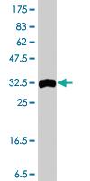 Anti-ARHGEF1 Mouse Polyclonal Antibody