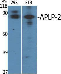 Western blot analysis of various cells using Anti-APLP2 Antibody