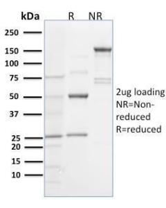 Anti-Spastin antibody