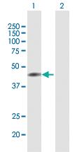 Anti-Thr Mouse Polyclonal Antibody