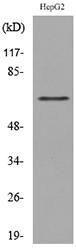 Western blot analysis of lysate from HepG2 cells using Anti-LY9 Antibody