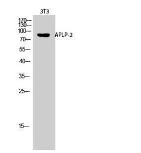 Western blot analysis of 3T3 cells using Anti-APLP2 Antibody