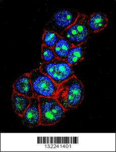 Anti-PYGO1 Rabbit Polyclonal Antibody (AP (Alkaline Phosphatase))