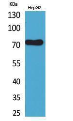 Western blot analysis of HepG2 cells using Anti-LY9 Antibody