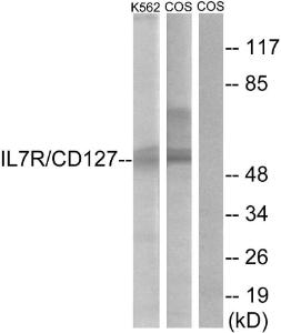 Western blot analysis of lysates from K562 and COS cells, treated with insulin 0.01U/ml 15' using Anti-IL-7R Antibody. The right hand lane represents a negative control, where the antibody is blocked by the immunising peptide.