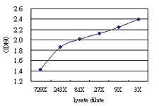 Anti-ARHGEF1 Antibody Pair