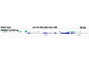 Anti-HMGB2 Rabbit Monoclonal Antibody [clone: ARC1460]