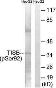 Western blot analysis of lysates from HepG2 cells using Anti-TISB (phospho Ser92) Antibody. The right hand lane represents a negative control, where the antibody is blocked by the immunising peptide