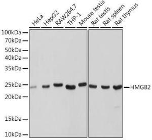 Anti-HMGB2 Rabbit Monoclonal Antibody [clone: ARC1460]