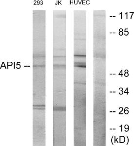 Western blot analysis of lysates from 293, Jurkat, and HUVEC cells using Anti-API-5 Antibody The right hand lane represents a negative control, where the antibody is blocked by the immunising peptide