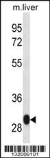 Anti-LSM12 Rabbit Polyclonal Antibody