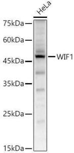 Anti-WIF1 Rabbit Polyclonal Antibody