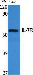 Western blot analysis of various cells using Anti-IL-7R Antibody