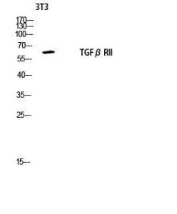 Western blot analysis of 3T3 lysis using Anti-TGF beta Receptor II Antibody