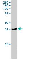 Anti-SEC61A1 Goat Polyclonal Antibody