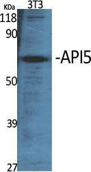 Western blot analysis of various cells using Anti-API-5 Antibody