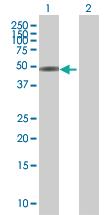 Anti-ZBTB25 Mouse Polyclonal Antibody