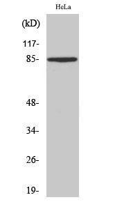 Western blot analysis of various cells using Anti-SDC1 Antibody