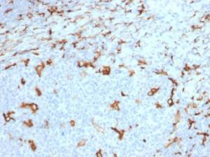 Immunohistochemical analysis of formalin-fixed, paraffin-embedded human tonsil using Anti-CD163 Antibody [M130/2163]