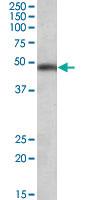 Anti-SEC61A1 Goat Polyclonal Antibody