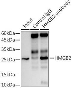 Anti-HMGB2 Rabbit Monoclonal Antibody [clone: ARC1460]