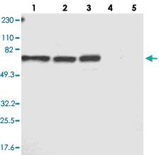 Anti-MBD4 Rabbit Polyclonal Antibody