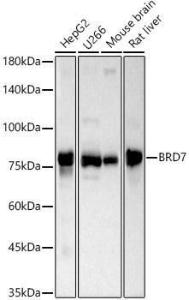 Western blot analysis of various lysates, using Anti-BRD7 Antibody (A307359) at 1:1,000 dilution