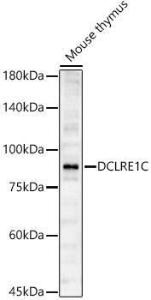 Western blot analysis of Mouse thymus, using Anti-Artemis Antibody (A14860) at 1:1,000 dilution. The secondary antibody was Goat Anti-Rabbit IgG H&L Antibody (HRP) at 1:10,000 dilution.