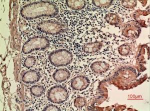 Immunohistochemical analysis of paraffin-embedded human colon using Anti-LIF Antibody