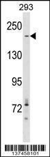 Anti-ACACA Rabbit Polyclonal Antibody