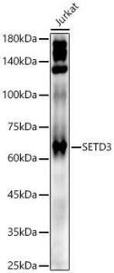 Anti-SETD3 Rabbit Polyclonal Antibody