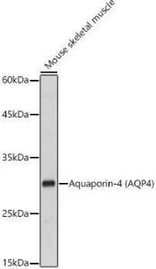 Western blot analysis of extracts of Mouse skeletal muscle, using Anti-Aquaporin 4 Antibody (A14893) at 1:1000 dilution