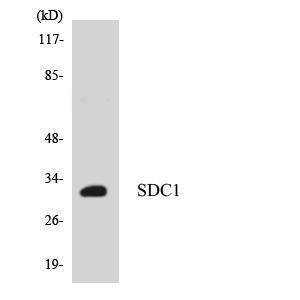 Western blot analysis of the lysates from HepG2 cells using Anti-SDC1 Antibody