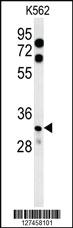 Anti-PCDHB11 Rabbit Polyclonal Antibody