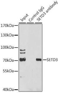 Anti-SETD3 Rabbit Polyclonal Antibody