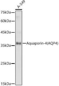 Western blot analysis of extracts of A-549 cells, using Anti-Aquaporin 4 Antibody (A14893) at 1:1000 dilution