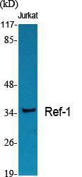 Western blot analysis of various cells using Anti-APEX1 Antibody