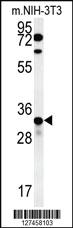 Anti-KCTD15 Rabbit Polyclonal Antibody