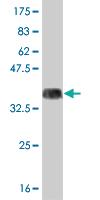 Anti-ARHGEF1 Mouse Monoclonal Antibody [clone: 4C4]