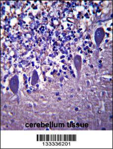 Anti-LRRC8B Rabbit Polyclonal Antibody (APC (Allophycocyanin))