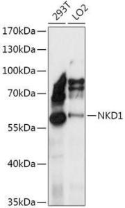 Western blot analysis of extracts of various cell lines, using Anti-Naked1 Antibody (A307361) at 1:1,000 dilution