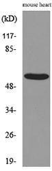 Western blot analysis of lysate from mouse heart cells using Anti-SCG3 Antibody