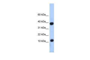 Anti-PCBD1 Rabbit Polyclonal Antibody