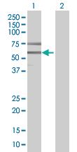 Anti-ZNF70 Mouse Polyclonal Antibody