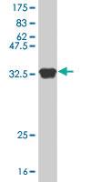 Anti-STK38 Mouse Polyclonal Antibody